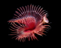 Serpula vermicularis_Sept 2025
 Canon RF100 1/200 f8 iso100 