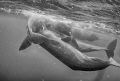 Playtime    
A pod of sperm whales socializing.  taken under permit 