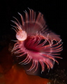 Serpula vermicularis_September 2025
 CanonRF100 1/200 f7.1 iso100 