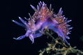Flabellina ischitana_July 2025
 CanonRF100 1/200 f13 iso100 