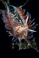 Couple of nudibranchs_July 2025
 CanonRF100 1/200 f13 iso100 