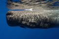 In the calm Mauritian sea  a mother sperm whale glides through the ocean s timeless rhythm of life.