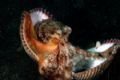 Octopus trying to hide in shells. D70,60mm. Lembeh Strait