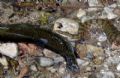 Yep! Believe it! I saw the snake catching the “Pestrofa” (a very muscular river fish) in the river and pulling it out! Why? To die from suffocation and stop resisting!!!