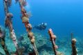 The closest I'm ever likely to get to the interior of a cruise ship. The wreck of The Cristobal Colon, Bermuda