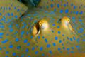 Blue spotted stingrays are always fun to photograph and I liked the way his wings framed him. Canon 20D & 60mm macro; single Inon 220s strobe.