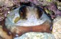 Octapus Vulgaris. Octapus=a living organism with 8 tentacles. Vulgaris = Violent. A violent killer. Just what those eyes tells as. A shot in Agia Paraskevi bay, Igoymenitsa, Greece.