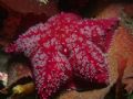 The asteroid Porania antarctica taken in the cold waters of the Strait of Magellan, Chile