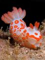 Gymnodoris rubropapulosa, or more affectionately Clown Nudi, posing. These are some of the funkiest coloured nudis around. Olympus 5050, 2 x Inon 165 macro stacked, single Inon 220s strobe.