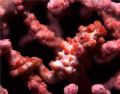 A Pigmy seahorse taken by Nikonos V with 2:1 framer.