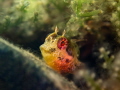 Tompot blenny   Parablennius gattorugine