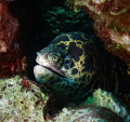 Chain Moray smile in Bonaire