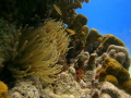Anemone/Bonaire/Shore diving off the coast of Bonaire there is a plethora of sea life in all shapes and sizes. Anemone/Bonaire/Shore diving off the coast of Bonaire there is a plethora of sea life in all shapes and sizes.