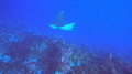 Spotted Eagle Ray 
60ft depth using a GoPro 12 Black.