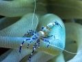 Spotted cleaner shrimp spotted in the Caribbean Netherland  Curacao . Natural symbiotic relationship between the shrimp and the anemone.