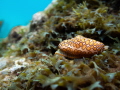 Flamingo tongue seen in Curacao
