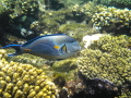 sohal surgeonfish