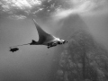 Giant Pacific Manta and Roca Partida rising from the depths