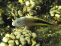 forsters hawkfish