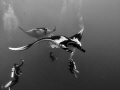 Giant Pacific Manta on a fly by at Roca Partida