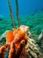 Frogfish yawning at the paparazzi  sealife micro3 