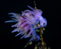 Flabellina Affinis_June 2026
 Canon RF100 1/200 f13 iso100 