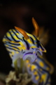 Hypselodoris infucata nudibranch_May 2026
 Canon RF100 1/200 f16 iso100 