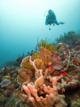 Diver and reef scenic