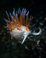 Cratena peregrina nudibranch_June 2026
 Canon RF100 1/200 f13 iso100 