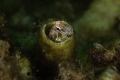 Tube blenny_Snoopy Island_Fujairah_May 2026
 Canon RF100 1/200  f11 iso 100 