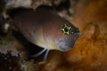 Tube blenny_Snoopy Island_Fujairah_May 2026
 Canon RF100 1/200 f9 iso100 