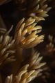 Soft coral_Snoopy Island_Fujairah_May 2026
 Canon RF100 1/200 f9 iso100 