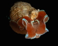 Hydatina Physis nudibranch_Fujairah_May 2026
 Canon EF 100  1/200 f16 iso100 