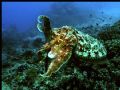Cuttlefish. The Cuttlefish was staying still camouflaging with the coral,I took several shots as the animal was changing from white to the natural colors,it began to make small moves with its tentacles and this was the most impacting pose...