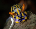 Hypselodoris nudibranch _May 2026
 CanonRF100  1/200 f16 iso100 