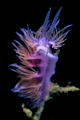Flabellina affinis_August 2026
 CanonRF100 1/200 f11 iso100 