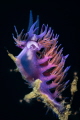 Flabellina Affinis_August 2026
  CanonRF100 1/200 f11 iso100 