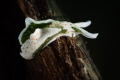 Elysia nudibranch_July 2026
 Canon RF100 1/200 f13 iso100 
