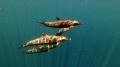 Common Dolphin flyby  sealife micro3 