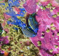Circle of love  These beautiful nudis make love and are captured in a colorful environment.