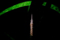 Bay Pipefish in eel grass.