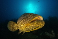 Goloath grouper encounter