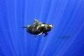 Looking at me looking at you  taken under permit  A Pilot Whale