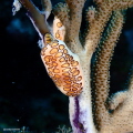 Flamingo tongue