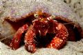 Hermit crab
Taken in a tide poll at Santa Catarina State, south Brazil.
Nikonos V, extension tube 1:1
