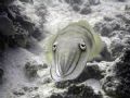 Cuttlefish, taken up close and personal, on a Sony DSC-W1, with no flash.