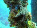 Star fish on the Cementco wreck.