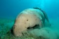 Dennis the Dugong and his friends...doing what comes naturally...eating! D70, 14mm & single DS50.