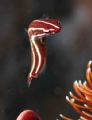 I took this picture in bali, tulamban, one of my favourite place for diving in the world. my buddy carol find this 1 inch long cling fish among featherstar.