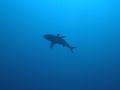 This picture was taken at Ulong Channel, drift diving into the channel.